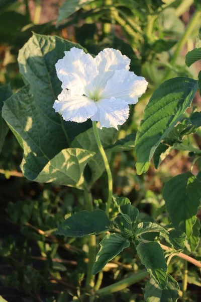 Uma Flor Branca Campo Cabaça — Fotografia de Stock
