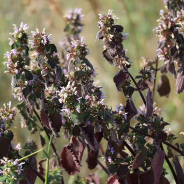 Çayırda canlı mor Deadnettle