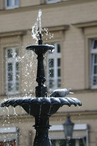 Fontana Invita Una Colomba Linger — Foto Stock