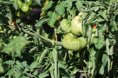 yeşil biftek domatesler gün ışığında parlıyor