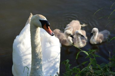 Kuğu ön plana itiyor.