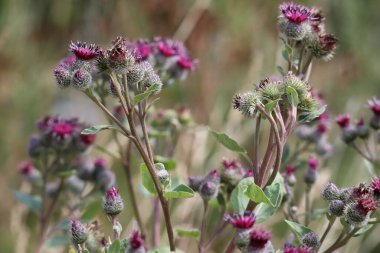 Sabahları çok yayılan yün Burdock.