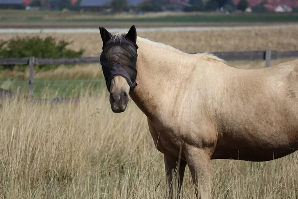 Häst Med Flyghuva Paddocken — Stockfoto