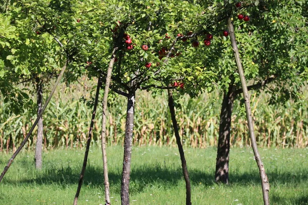Pierwsze Owoce Martwym Młodym Drzewie — Zdjęcie stockowe