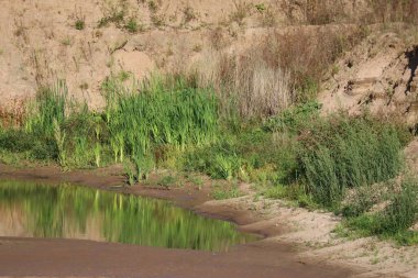 Bitkiler bir su birikintisinde hoplayıp zıplar