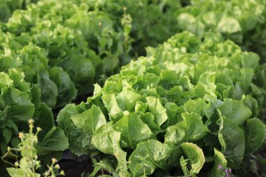 Lezzetli yaz hindiba salatası 