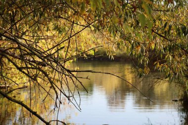 Sarı Söğüt yaprakları Nehir manzarasını çerçeveliyor