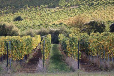 Geri kalanıyla birlikte bir Show üzüm bağının sıraları