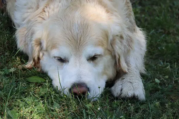 tired Dog lies on the Grass