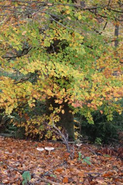 Avrupa kayın ormanlarında bir grup Parasol