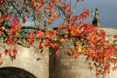 American Sweetgum 'un kırmızı bırakılmış varyasyonu 