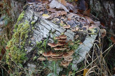 Moss ve Trametes 'in her türlü versicolor ile huş ağacı kökü