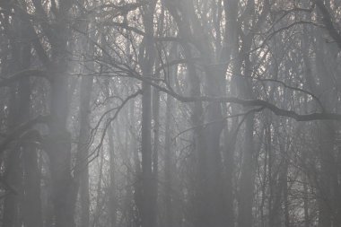 Sabah sisinde Backlit ile orman