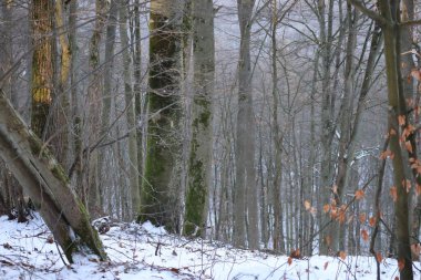 Kış ormanında kalın yosun kayısı ağaçları
