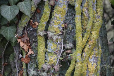 Ivy 'nin üzerinde Güneş patlaması liken' i