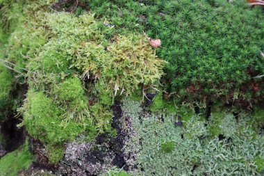 bir yerde olağandışı sayıda yosun türü