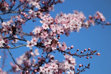 red-flowering Cherry plum against a blue Sky clipart