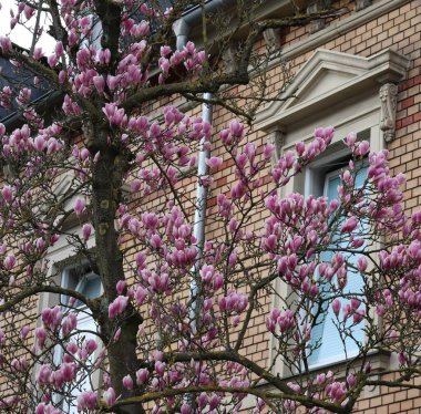 Japon manolyası Clinker tuğla binalarının önüne mükemmel uyuyor.
