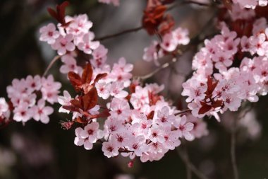 Kısmi gölgede kan eriği dalı 