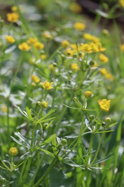 Goldilocks düğün çiçeği derenin yanında