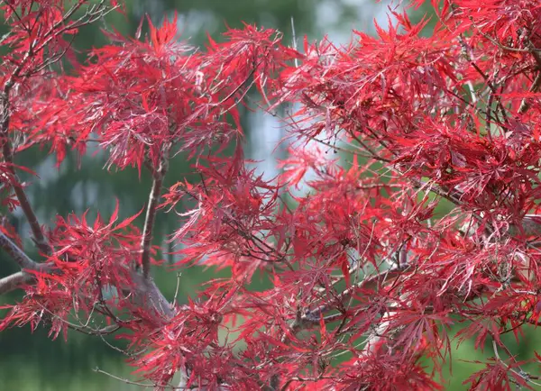 Japanischer Faulbaum Weht Morgenwind — Stockfoto