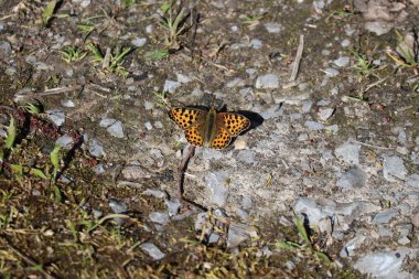 İspanya Kraliçesi Çakıl Yolu 'na iniş yaptı.