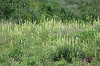 Vahşi Mignonette yeni kazılmış topraklarda gelişiyor.