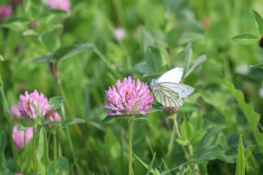 Kahvaltıda yeşil damarlı beyaz yonca