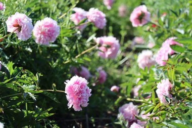 Yağmura bulanmış çiçek başları bir tarafa eğik