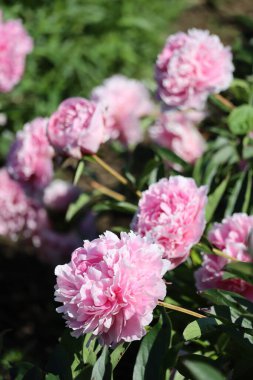 Devamlı şakayıklar Büyük Güller Tarlasında 