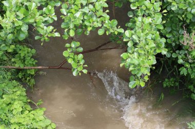 Nehrin üzerinde sarkan dallar onu kamçılıyor.