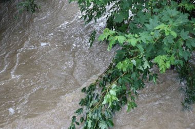 Akçaağaç dalı tufanda yıkanma günü yaşıyor