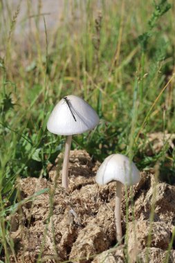 Yumurta kafalı, küçük yayılmış mantarlı benekli mantar.