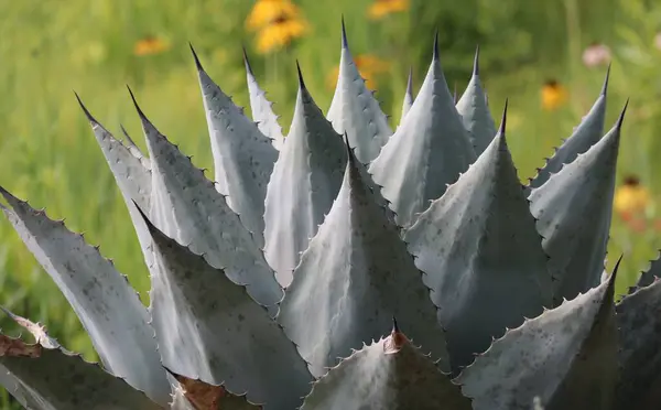 stock image small-growing Agave in front of a Field of Coneflowers