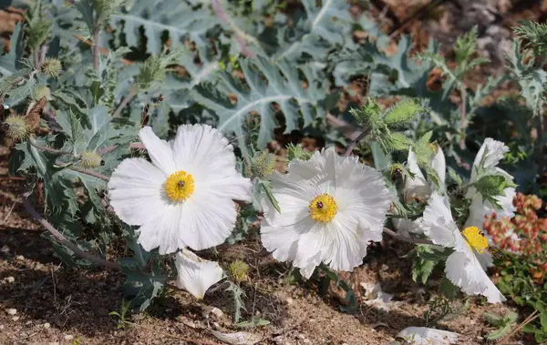 stock image prickly Poppy - slightly pressed to the Ground by Wind