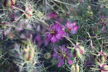 Pembe Bir Tarladaki Sis Aşkı