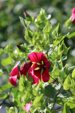 beautiful Mallow-wort with characteristic Flower clipart