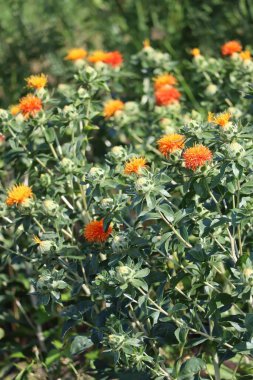 Harika bir çiçek tarlası. 