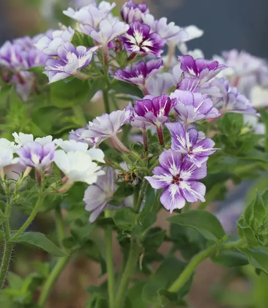 stock image beautiful Summer phlox in Ice-cream colors