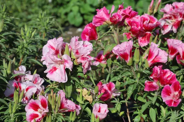 stock image Summer-azalea buffeted by Wind and Weather