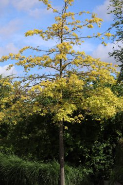 Sarı Japon akçaağacı eski Bahçe gösteri alanında