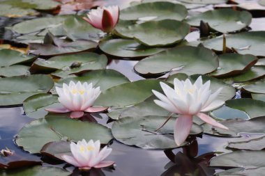 Büyük bir gölde beyaz cüce su zambağı