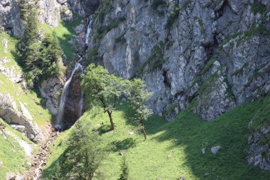 İki ağaç hafifçe yana eğilmiş.