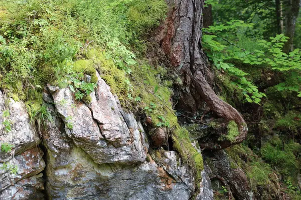 Çam ağacının kökü kayalara tutunur.