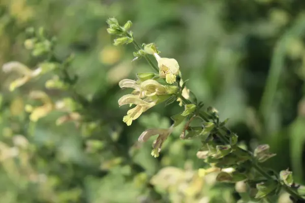 stock image sticky Sage on a Midsummer morning