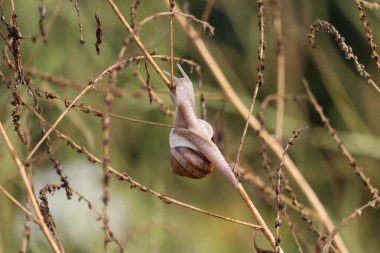 Küçük üzüm salyangozu yaşlı çalılara yapışıyor.