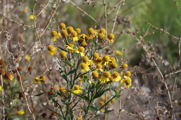 stock image heavily faded Sneezeweed in late Summer