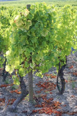 Verimi artırmak için, seçili Yapraklar