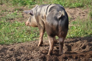 Özel üreme dişi, kameranın arka tarafına doğru uzanıyor.