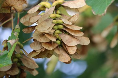 Kül yapraklı akçaağaç meyveleri sonbaharda renk değiştirmeye başlar.